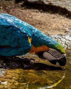Pássaro-parque-das-aves