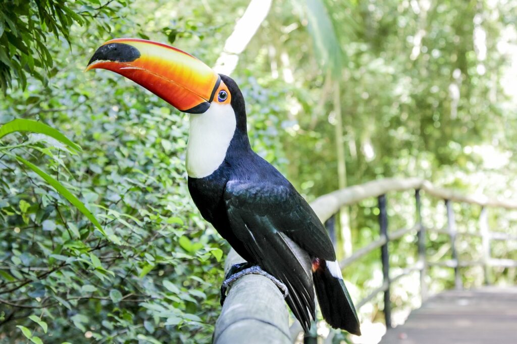 natureza-tucano-foz natureza, tucano, foz
